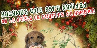 #SANTIAGO Harán nueva jornada de adopción en el Barrio Brasil este domingo