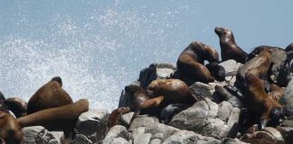 #BIOBIO Comuna de Cobquecura no lanzará fuegos artificiales para proteger a lobos marinos