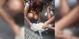 #SANTIAGO Mesero de conocido restaurant de Santiago lanzó agua caliente a perro callejero