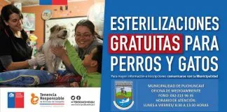 #VALPARAISO Esterilizarán gratuitamente a 1000 perros y gatos en la comuna de Puchuncaví