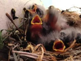 Las claves para poder alimentar adecuadamente a un pájaro bebé rescatado