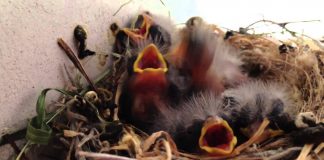 Las claves para poder alimentar adecuadamente a un pájaro bebé rescatado