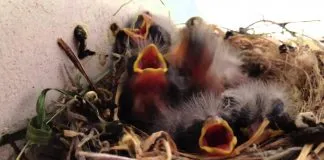Las claves para poder alimentar adecuadamente a un pájaro bebé rescatado