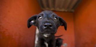 #MEXICO Sonora tipifica como delito grave maltrato y crueldad animal