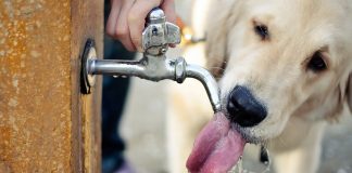 #LOSLAGOS “Yo También Tengo Sed”, la noble campaña para dar agua a perritos callejeros este verano