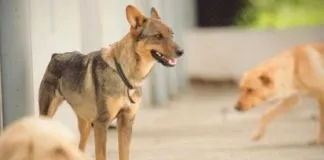 #COLOMBIA 4.500 animales son abandonados al año en el país