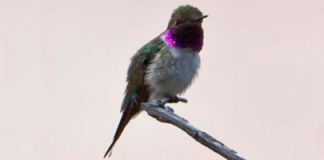 #ARICA Autoridades comprometen apoyo a creación de micro-reservas para Picaflor de la zona