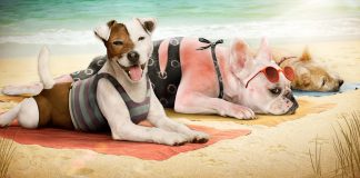 Las claves para afrontar adecuadamente el calor en los perros