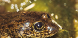 #ANTOFAGASTA Concluye proyecto de investigación sobre la ranita del río Loa