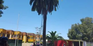 #MAULE Rescatan a gato que estaba hace varios días en un árbol de la ciudad de Talca