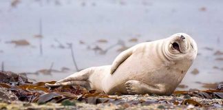 Premian las imágenes más divertidas del mundo animal tomadas este 2015