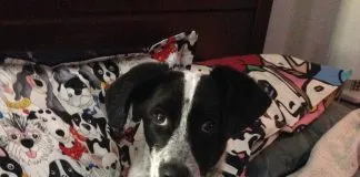 #OHIGGINS La historia de Rosita, una perrita rescatada que actualmente busca un hogar