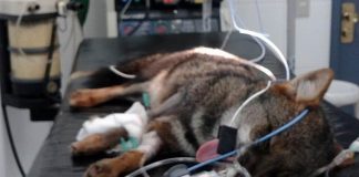 #LOSLAGOS Zorro chilote se recupera satisfactoriamente tras quedar atrapado en un cepo