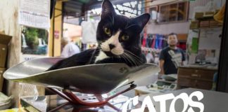 #SANTIAGO Gatos de La Vega: Últimos días para apoyar este felino proyecto literario