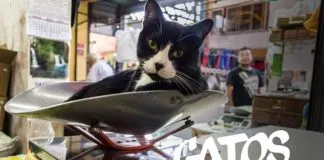 #SANTIAGO Gatos de La Vega: Últimos días para apoyar este felino proyecto literario
