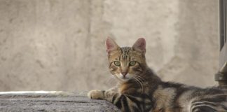 #SANTIAGO Comuna de Providencia es pionera en el control ético de los mininos callejeros