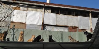 #SANTIAGO Colonias de gatos callejeros: cómo abordarlos correctamente