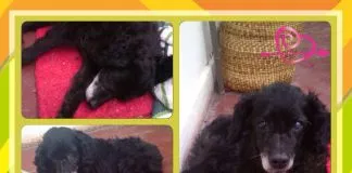 #SANTIAGO Perra maltratada busca hogar acorde a sus necesidades