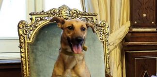 #ARGENTINA Polémica por foto de Balcarce, el perro de Macri