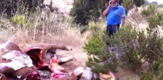 #VALPARAISO Denuncian matanza de tres caballos en el sector de Las Cruces