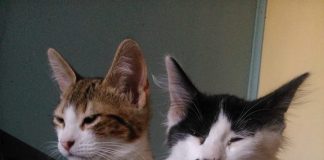 #COMPORTAMIENTO Experto revela como los gatos ven a los seres humanos