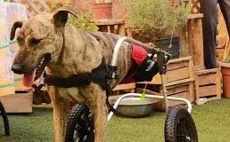 #VALPARAISO Lanzan video para apoyar La Quiltrería, único refugio para perros discapacitados en Chile