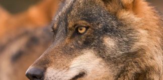 #ESPAÑA El lobo ibérico ya es legalmente una especie en peligro de extinción en Andalucía
