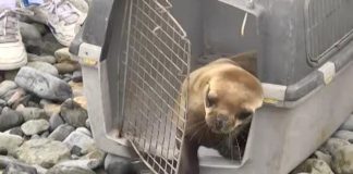 #TARAPACA Emotiva liberación de lobita marina que sobrevivió tras 40 días de tratamiento en Iquique