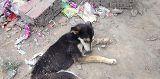 #SANTIAGO Denuncian cruel caso de maltrato animal en San Bernardo