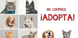 #COQUIMBO Agrupación animalista realizará una nueva jornada de adopción este domingo