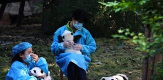 #MUNDO Hallan restos de un panda gigante de hace 22 mil años de un linaje desconocido