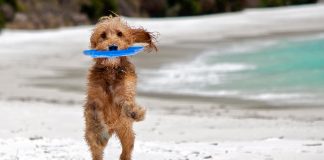 #ARGENTINA Habilitan una playa especial para perros
