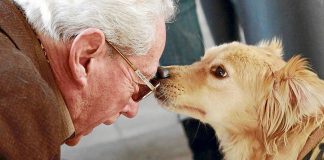 Continúan las investigaciones sobre el origen de los perros