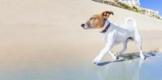 #SALUD Las enfermedades de piel en los perros, un problema que crece día a día