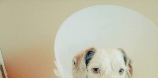 #SANTIAGO Perrito quemado en Restaurante Ají Seco fue traslado a Fundación Stuka