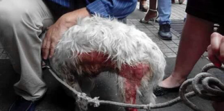 Diputados de la Bancada Animalista reprocharon últimos actos de maltrato animal