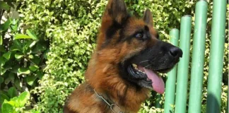 El sufrimiento de Maura Rivera por su perro Rocky