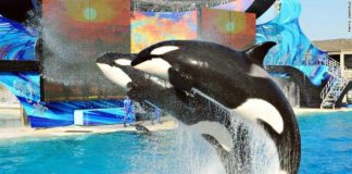 La dura realidad de las orcas en cautiverio