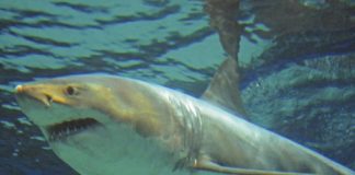 #JAPON Un tiburón blanco muere tres días después de meterlo en un acuario
