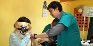 Las claves del conflicto entre el Colegio Médico Veterinario y el ISP