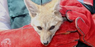 #ARICA Encuentran zorro juvenil en fábrica de baldosas