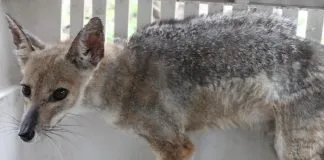 #VALPARAISO La impresionante recuperación del zorro chilla con sarna en centro de rescate de San Antonio