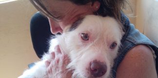 #SANTIAGO Polaco, el perro quemado fuera de un restaurante, ya está en condiciones de ser adoptado