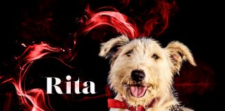 #SANTIAGO Campaña Stukupido: ¡Feliz Día de San Valentín a todos los enamorados!