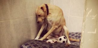 La historia de Lana, la perrita más triste del mundo