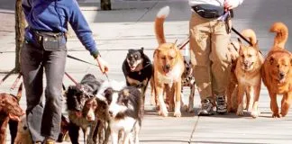 #SALUD Siete consejos para cuidar a los animales en verano