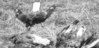 #LOSLAGOS SAG investiga extraña muerte de aves y perros en Entre Lagos tras denuncia de animalistas