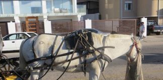 #VALPARAISO Municipio de Viña del Mar plantea la alternativa de erradicar los coches victoria