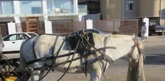 #VALPARAISO Municipio de Viña del Mar plantea la alternativa de erradicar los coches victoria