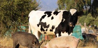 #VALPARAISO Lanzan Clafiratón 2020 en ayuda del Santuario Clafira